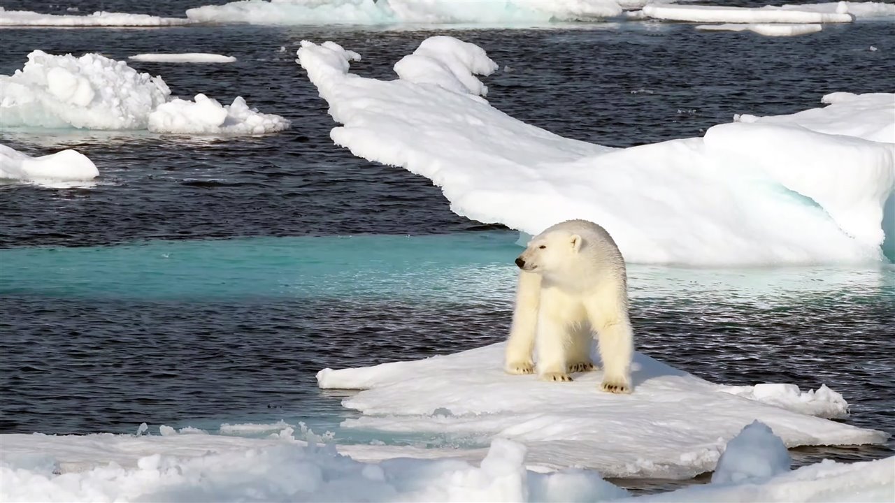 Un oso polar sobre un pequeño bloque de hielo
