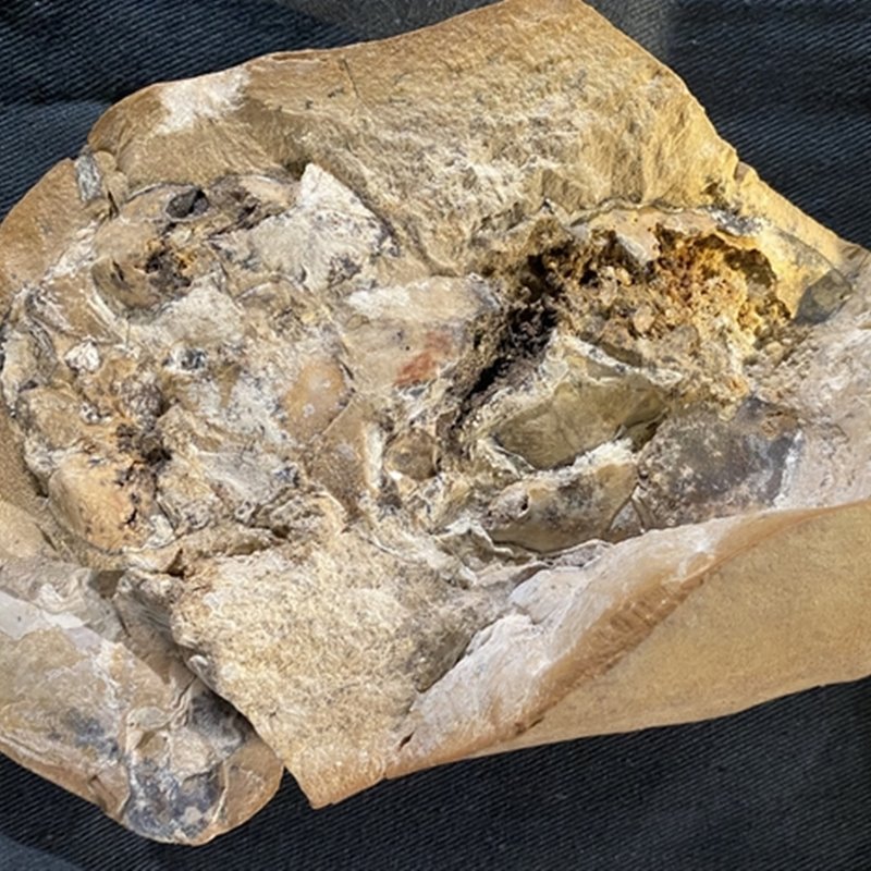 Descubierto el corazón más antiguo jamás encontrado: 380 millones de años