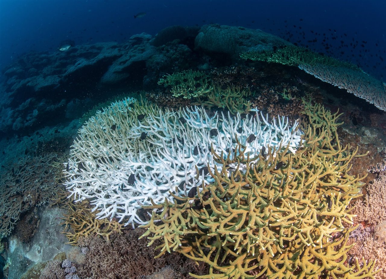 Arrecife afectado por el fenómeno del blanqueamiento del coral