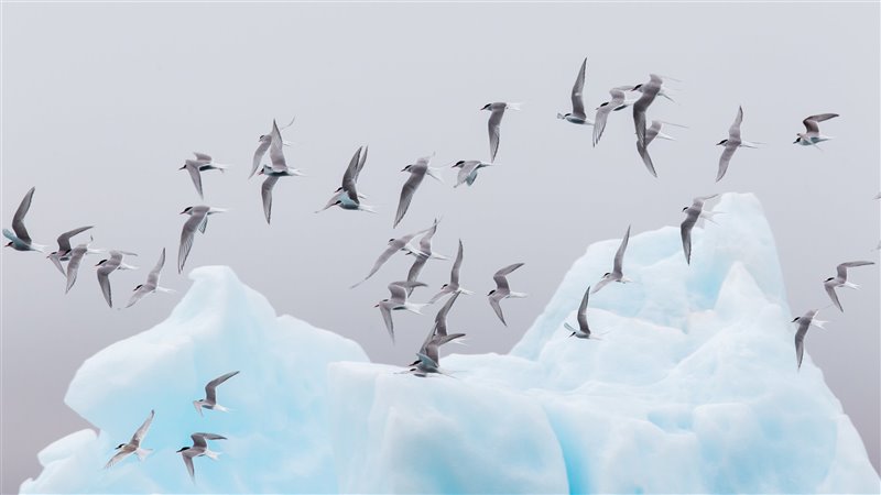 Charranes árticos vuelan sobre un lago glaciar en Islandia