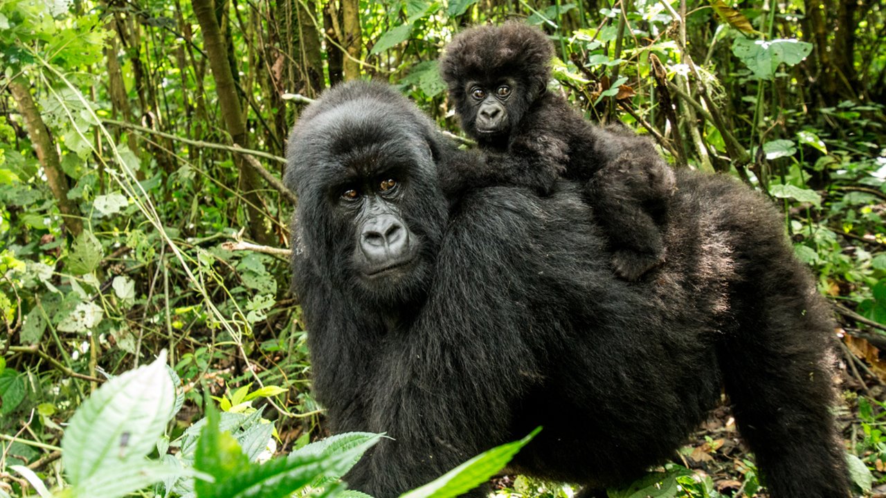 ¿Cuánto sabes sobre gorilas?