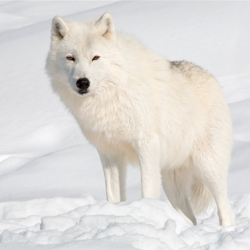 Clonado por primera vez un lobo ártico a manos de una empresa china