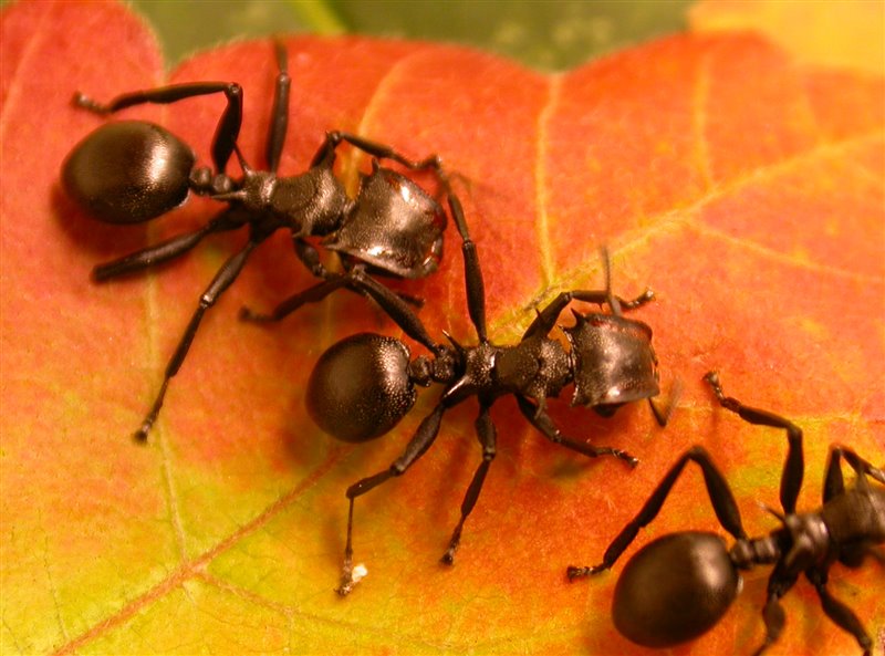 Hormigas arborícolas