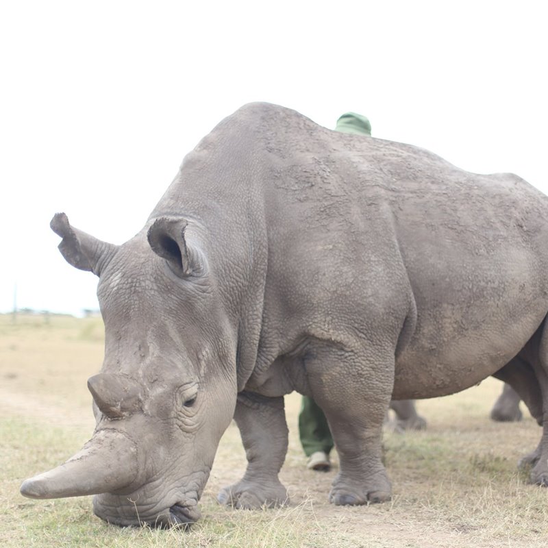 La difícil situación del rinoceronte blanco 