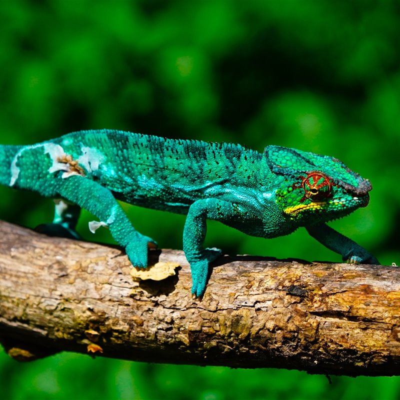 La fascinante riqueza natural de Madagascar en 10 imágenes