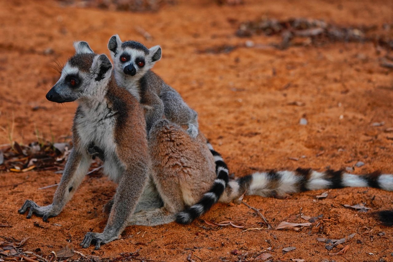 El carismático lemur de cola anillada