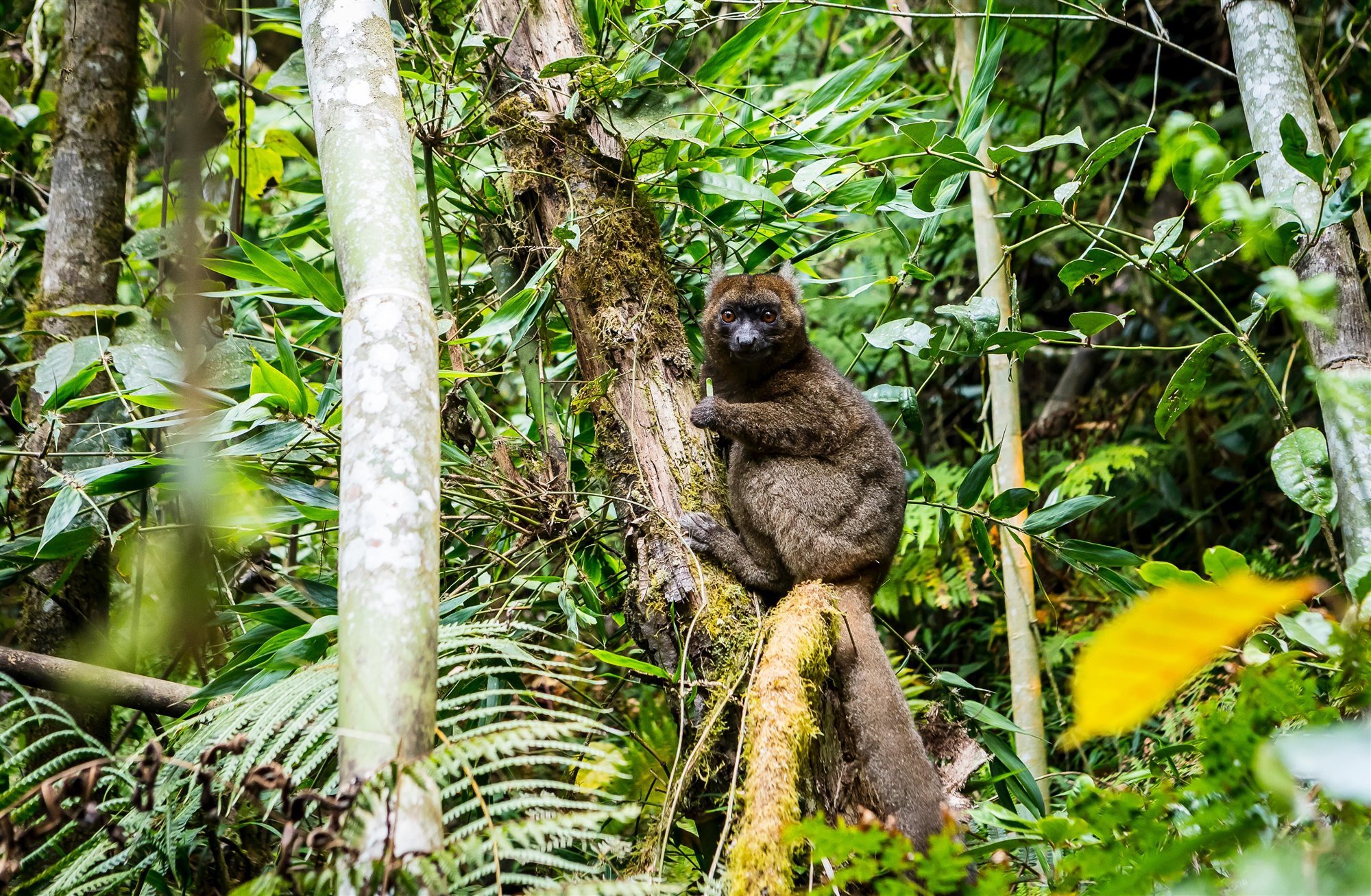 El lemur grande de bambú, uno de los más especiales de Madagascar