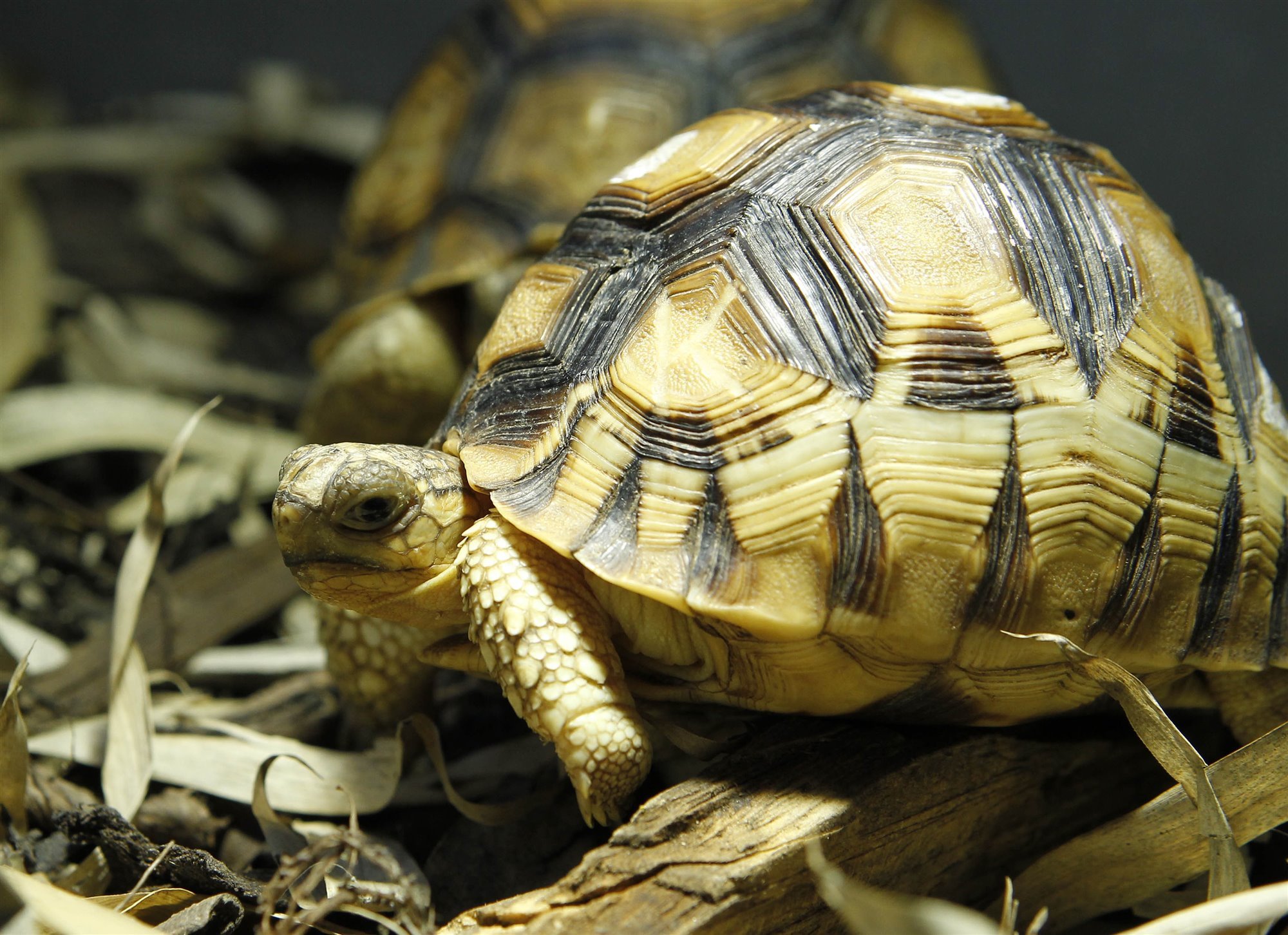 La tortuga angonoka, una de las especies más amenazadas del planeta