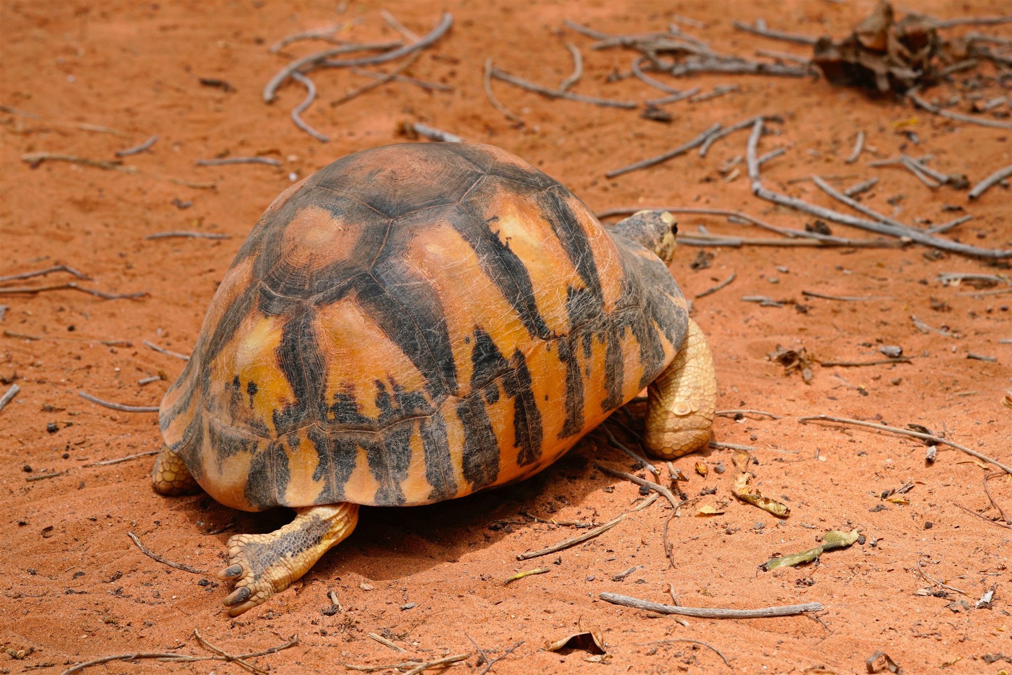 La tortuga radiada y su curioso caparazón