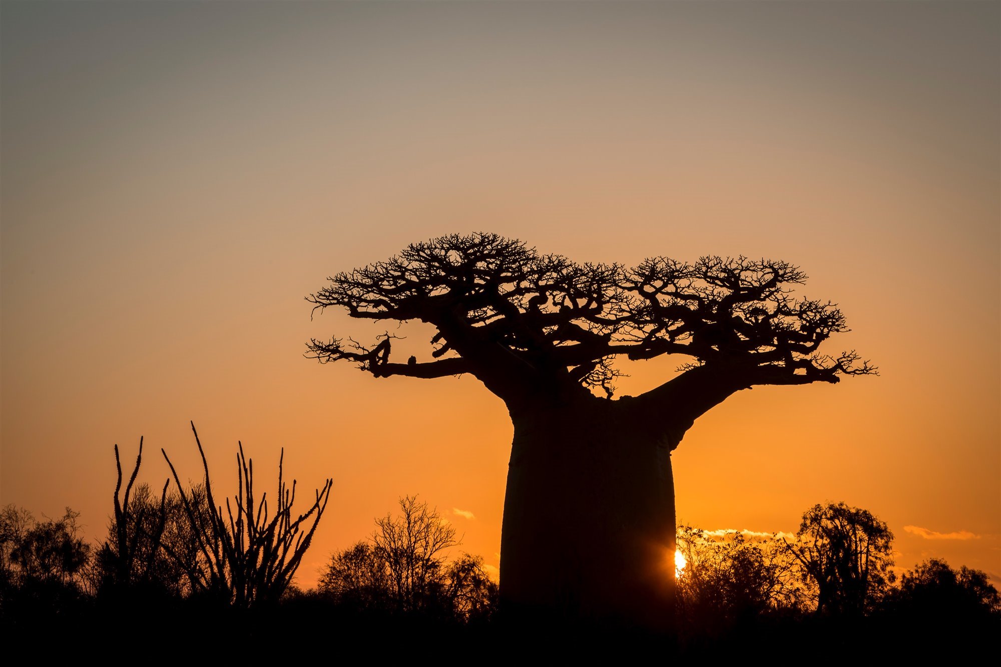 Madagascar, el santuario de los baobabs