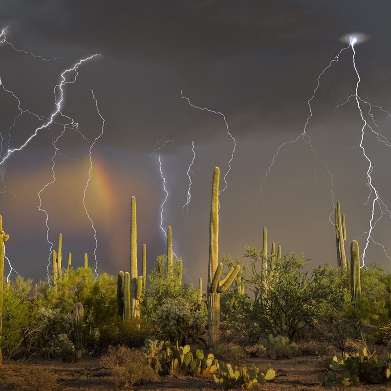 Fotografía de larga exposición con varios saguaros (Carnegiea gigantea) en primer plano y diversos rayos durante una tormenta en Arizona, Estados Unidos. 