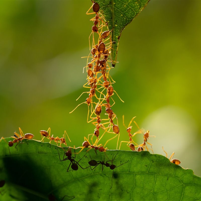 ¿Cuántas hormigas viven en la Tierra? Los científicos parecen tener una respuesta