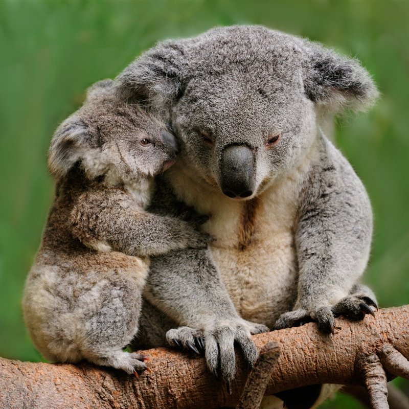 Australia salvará más de 100 especies en peligro de extinción