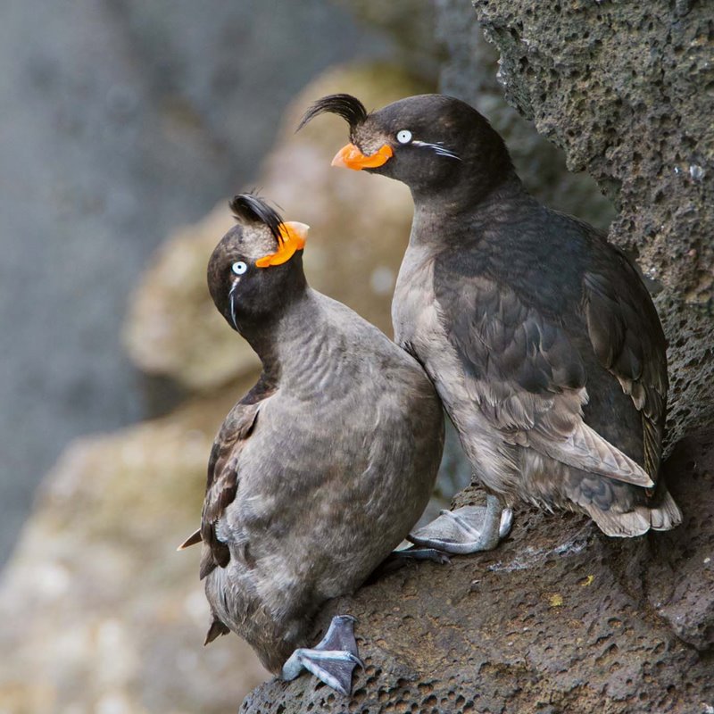 Aves que practican el amor libre entre las rocas