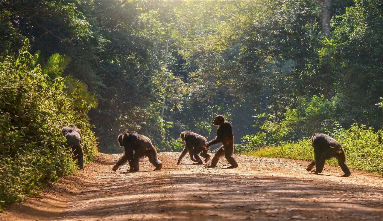 Por qué la evolución no nos dejó caminar a cuatro patas