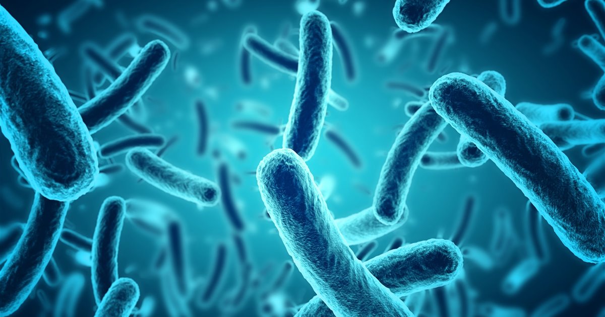 Bacterias, las protectoras del cuerpo humano