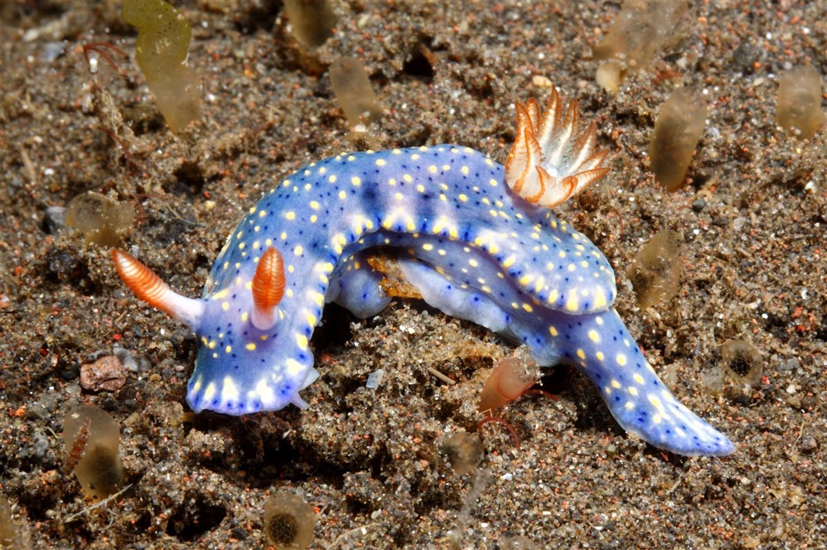 Nudibranquios, coloridos y tóxicos