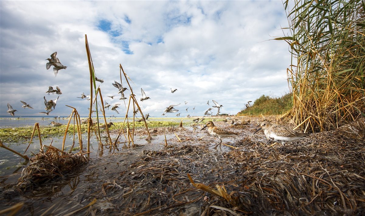 Las mejores fotos de naturaleza del Wildlife Photographer of the Year 2022