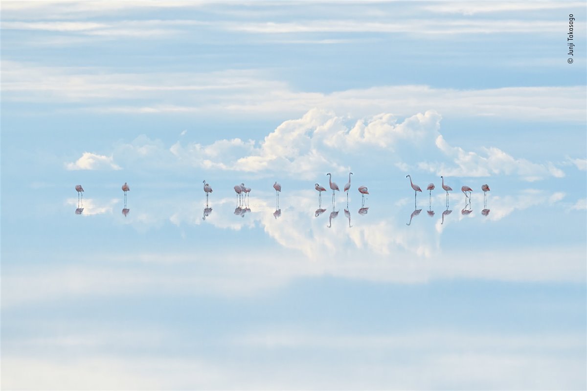 Las mejores fotos de naturaleza del Wildlife Photographer of the Year 2022