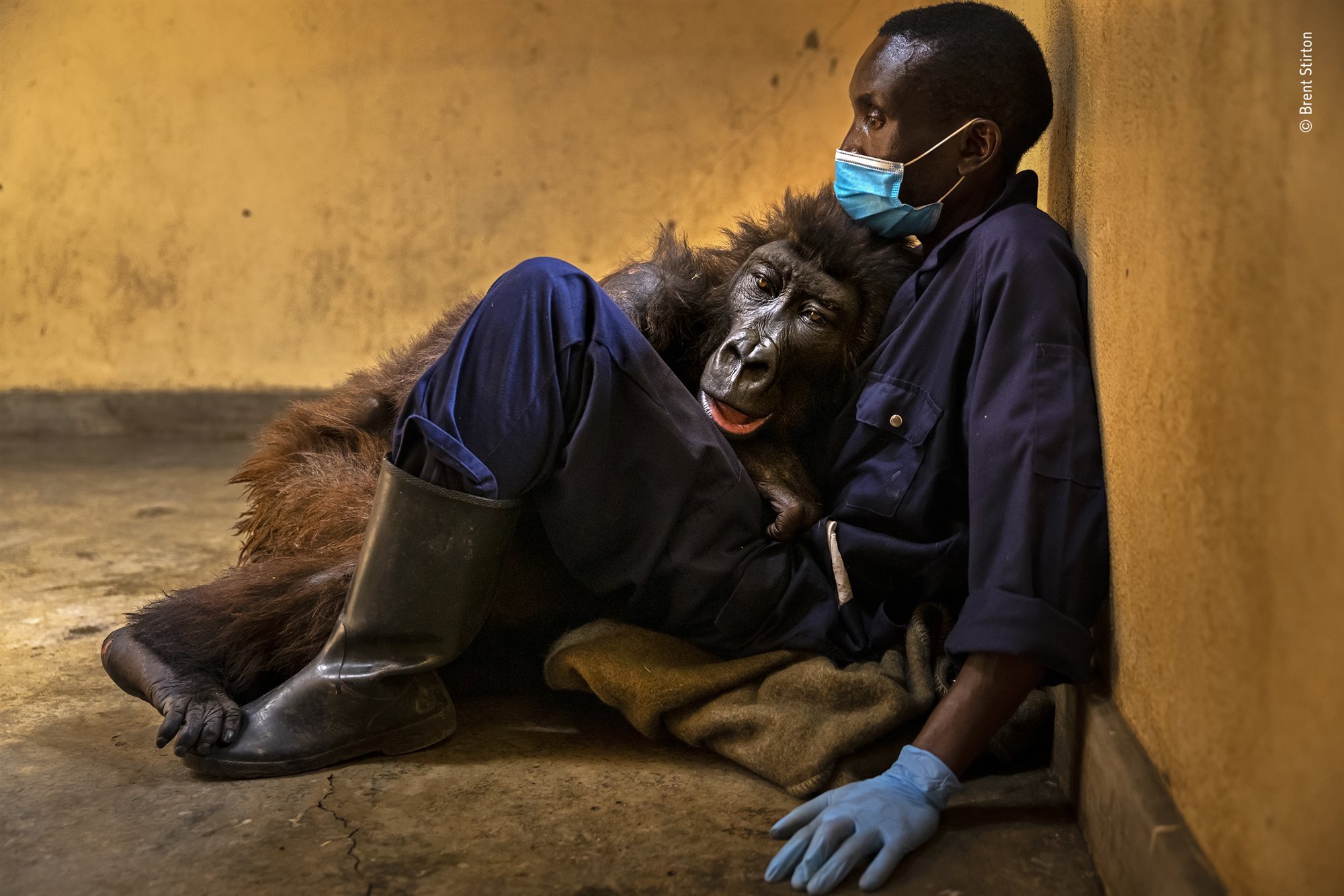 Las mejores fotos de naturaleza del Wildlife Photographer of the Year 2022