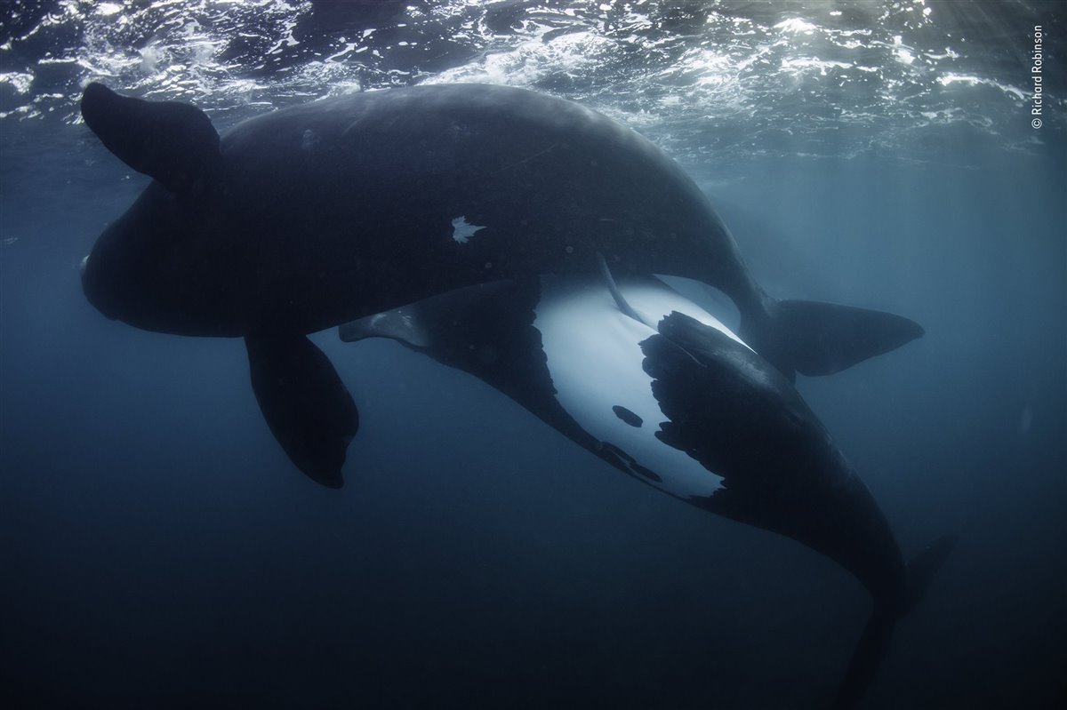Las mejores fotos de naturaleza del Wildlife Photographer of the Year 2022
