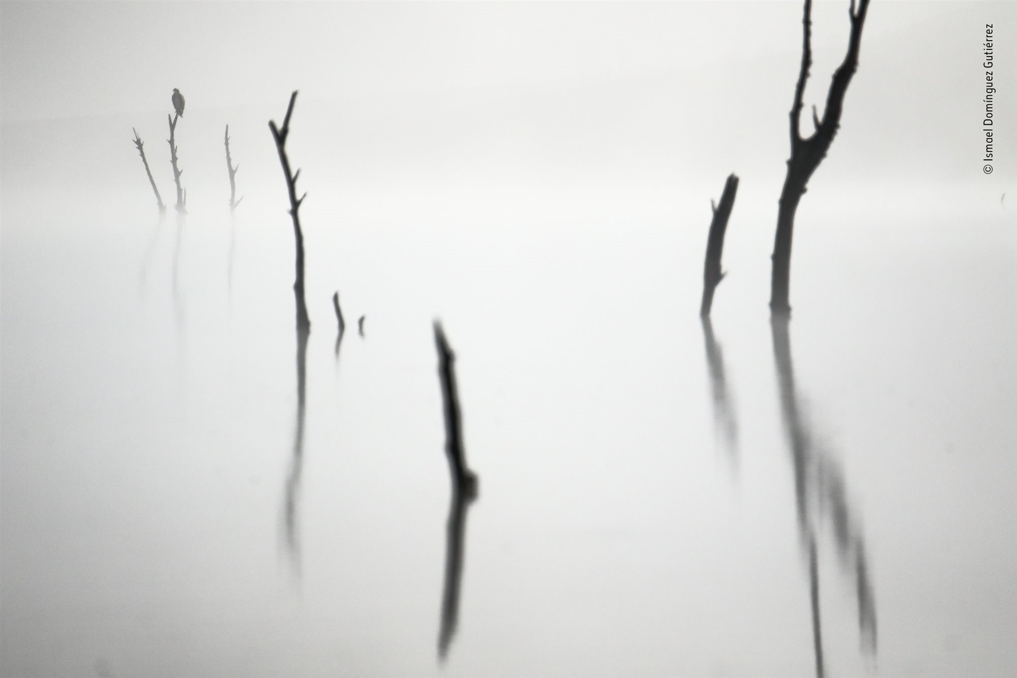 Las mejores fotos de naturaleza del Wildlife Photographer of the Year 2022