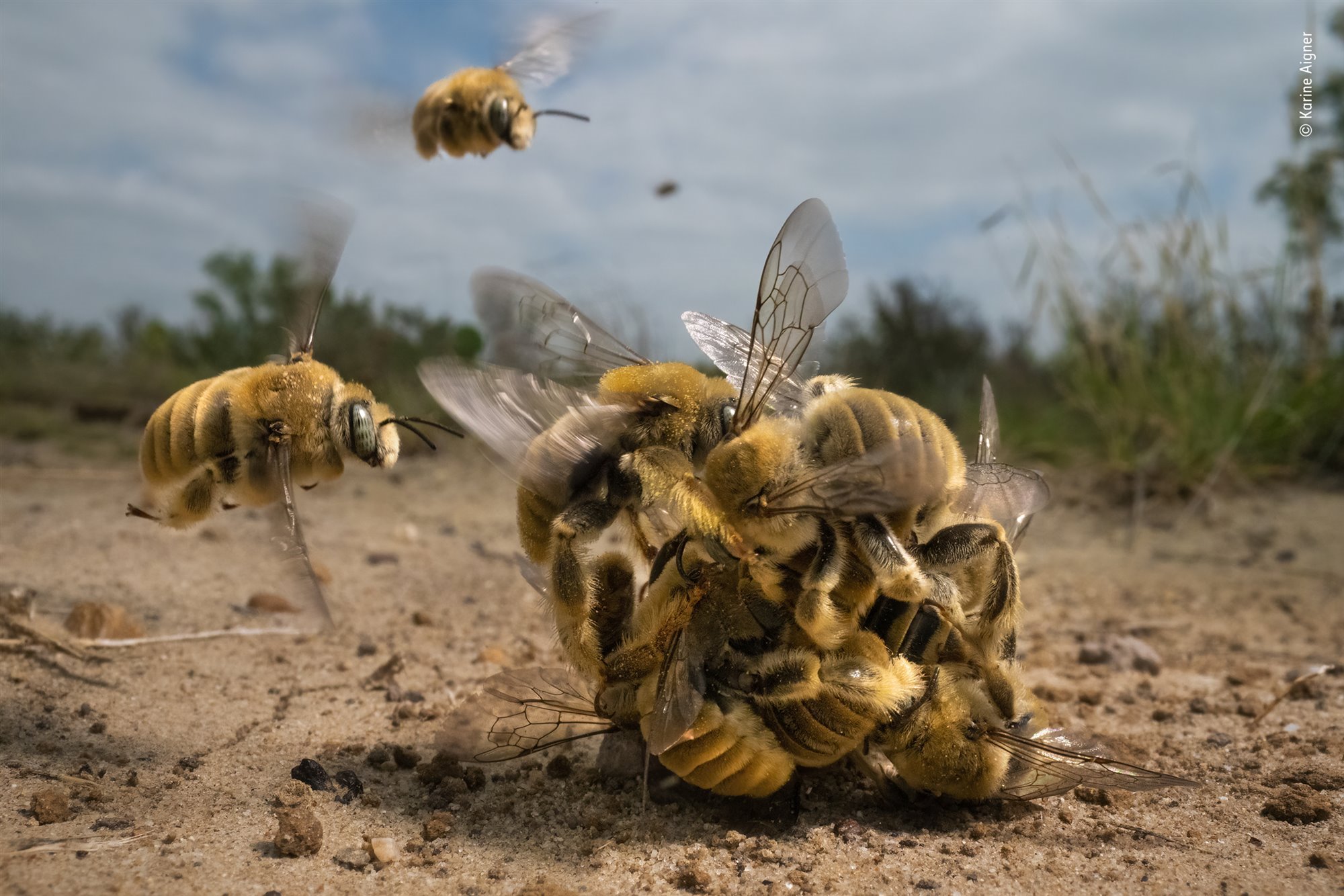 Las mejores fotos de naturaleza del Wildlife Photographer of the Year 2022