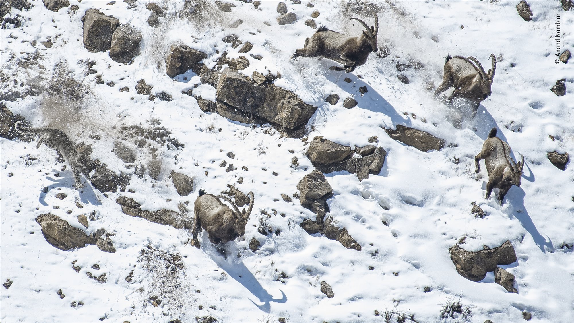 Las mejores fotos de naturaleza del Wildlife Photographer of the Year 2022