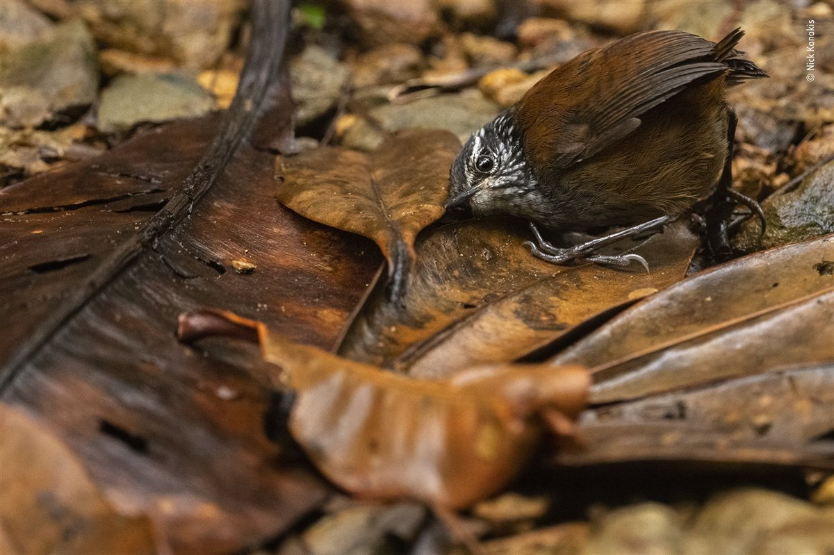 Las mejores fotos de naturaleza del Wildlife Photographer of the Year 2022