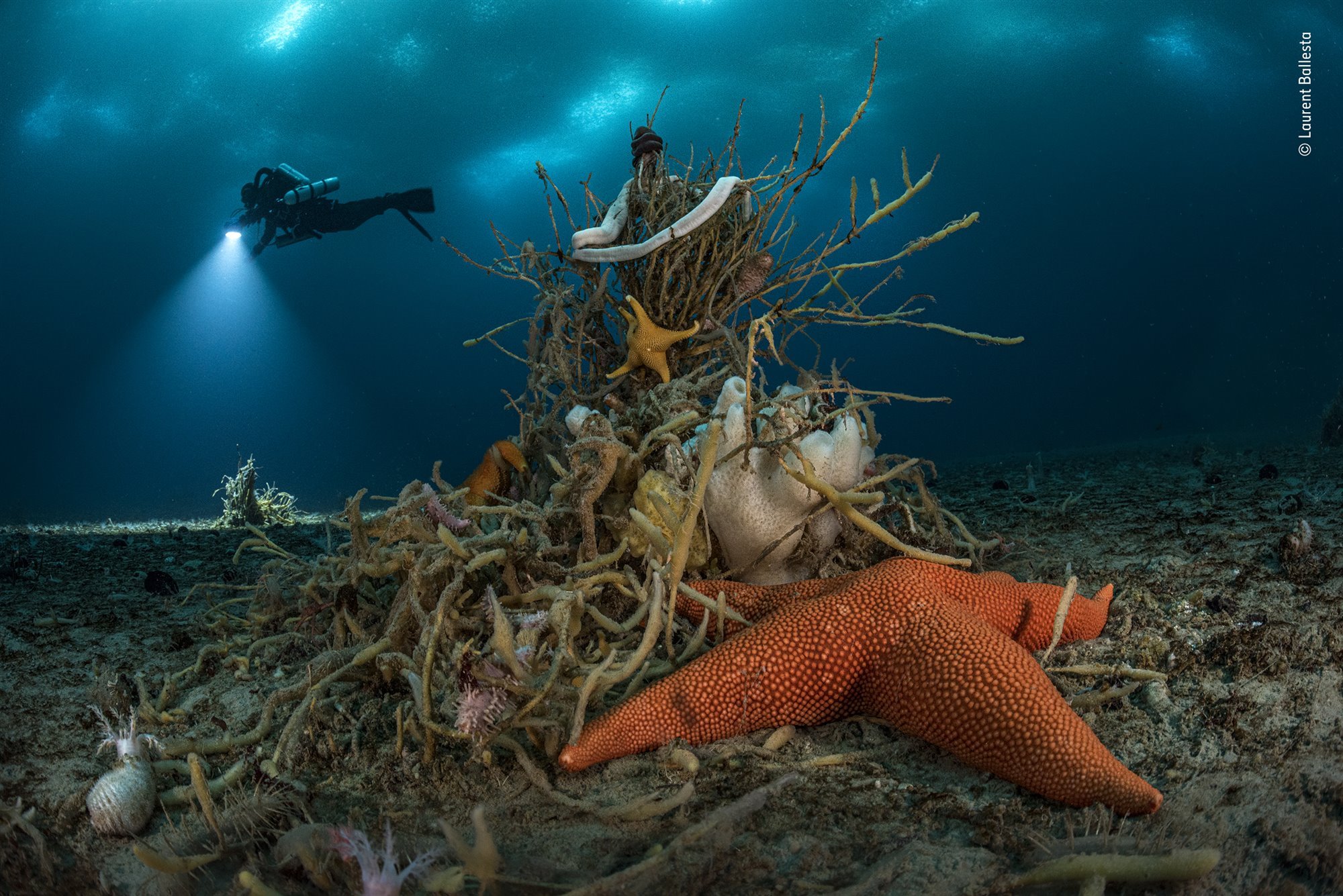 Las mejores fotos de naturaleza del Wildlife Photographer of the Year 2022