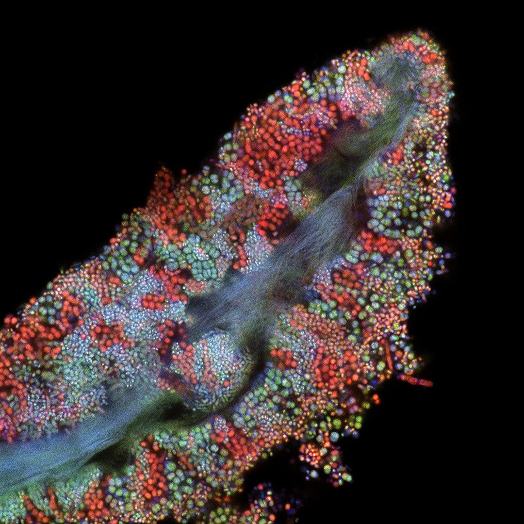 Curated visual reference: Un Mundo En Miniatura Las Mejores Microfotografías De 2022 Photo Inspiration