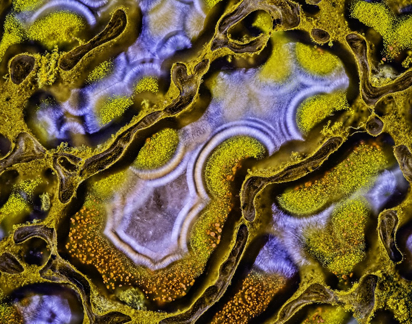Un mundo en miniatura, las mejores microfotografías de 2022