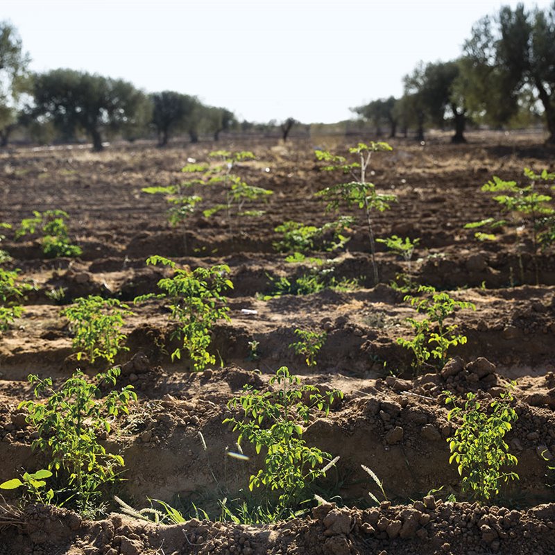 PODCAST: Frenar el avance del desierto gracias a las acacias