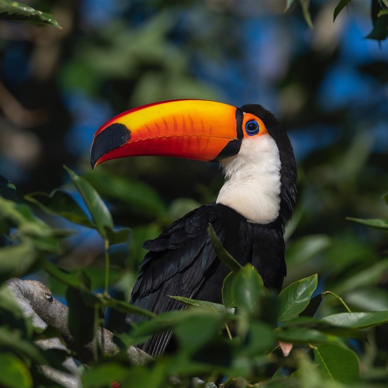 El Pantanal, un edén de biodiversidad único en la Tierra