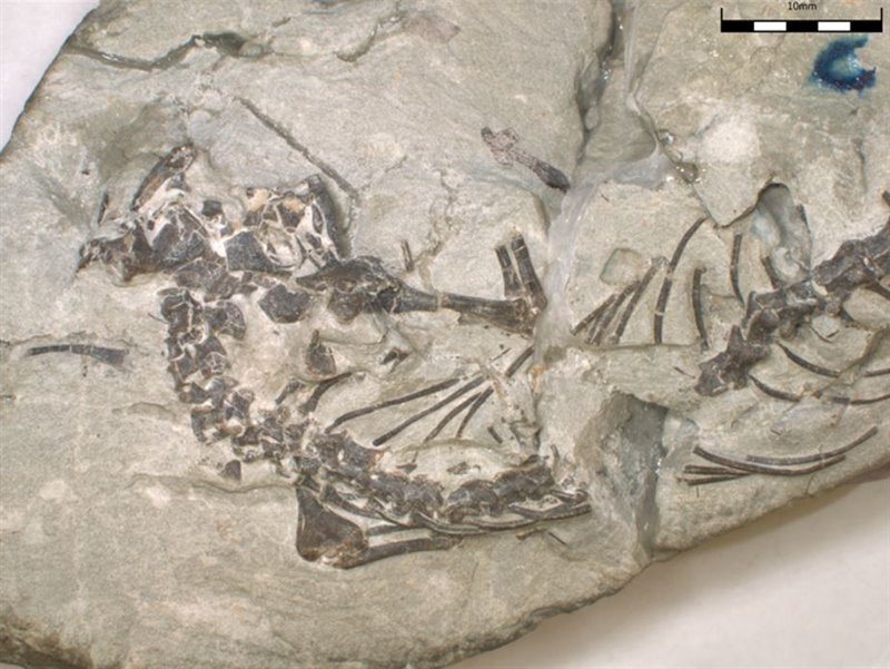 Esqueleto fósil de Opisthiamimus gregori