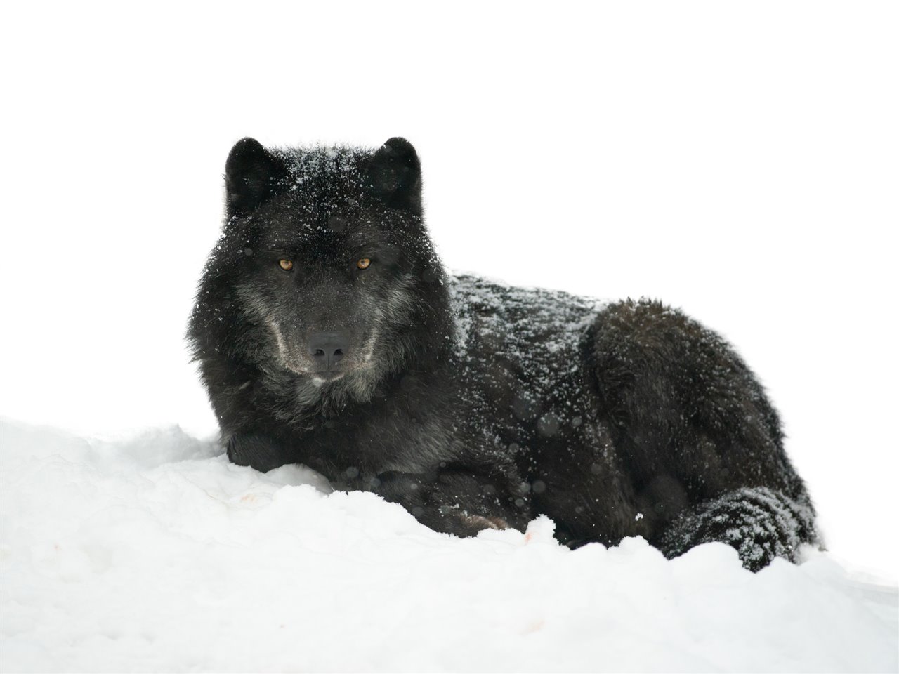 Lobo negro - Canis lupus