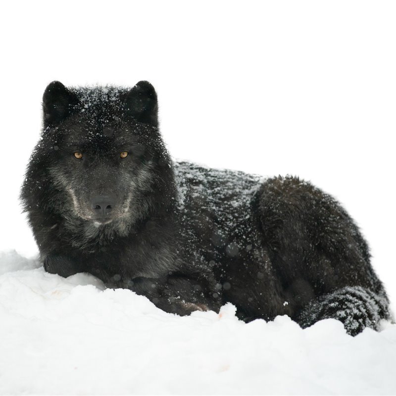 El inesperado origen de los lobos negros de Norteamérica 