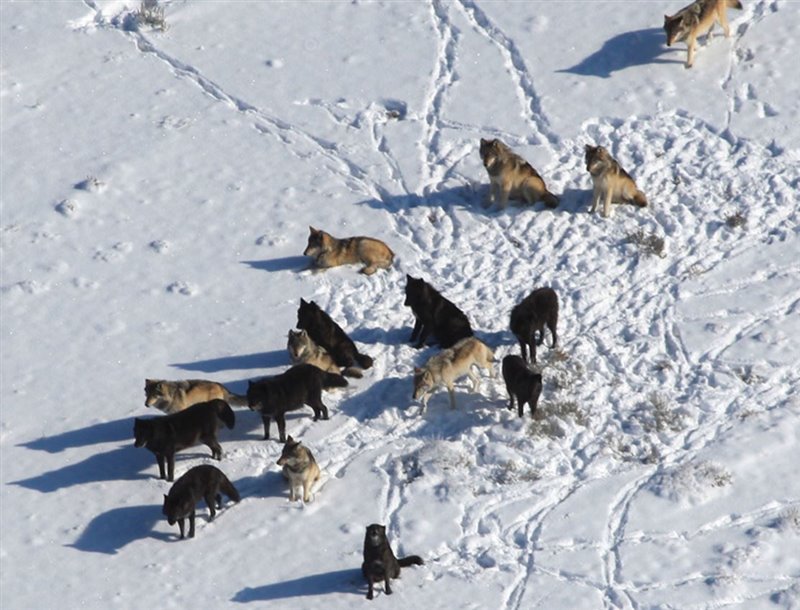 Los miembros de la manada Druid Peak, mitad grises, mitad negros se reúnen para aullar a una manada vecina