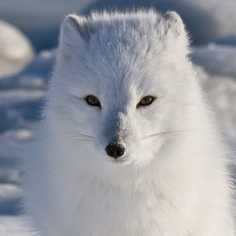 7 interesantes curiosidades sobre el zorro ártico