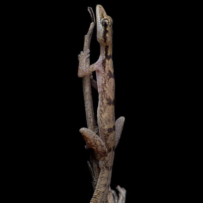 Descubierta curiosa especie de gecko de cola espinosa en Angola