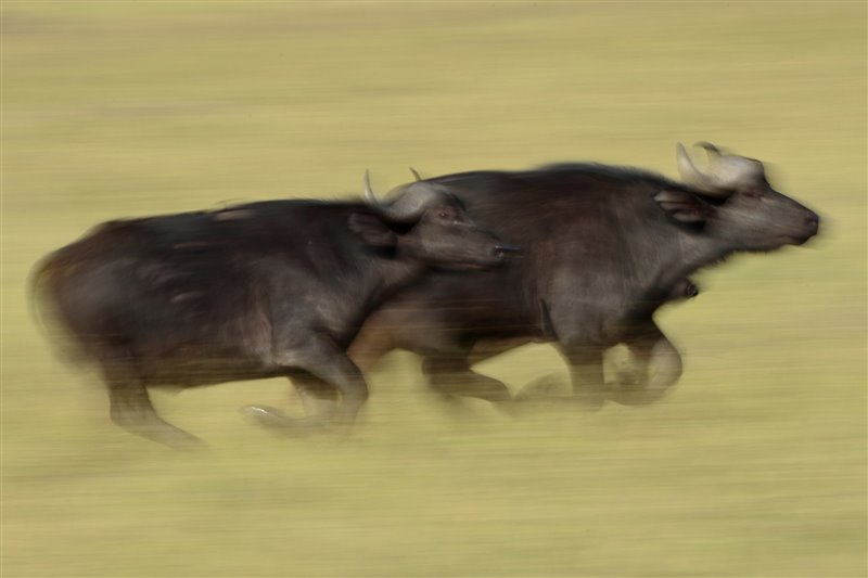 Dos búfalos corriendo. 