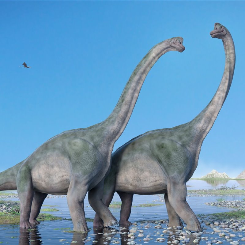 Por qué los saurópodos tenían cuellos tan largos