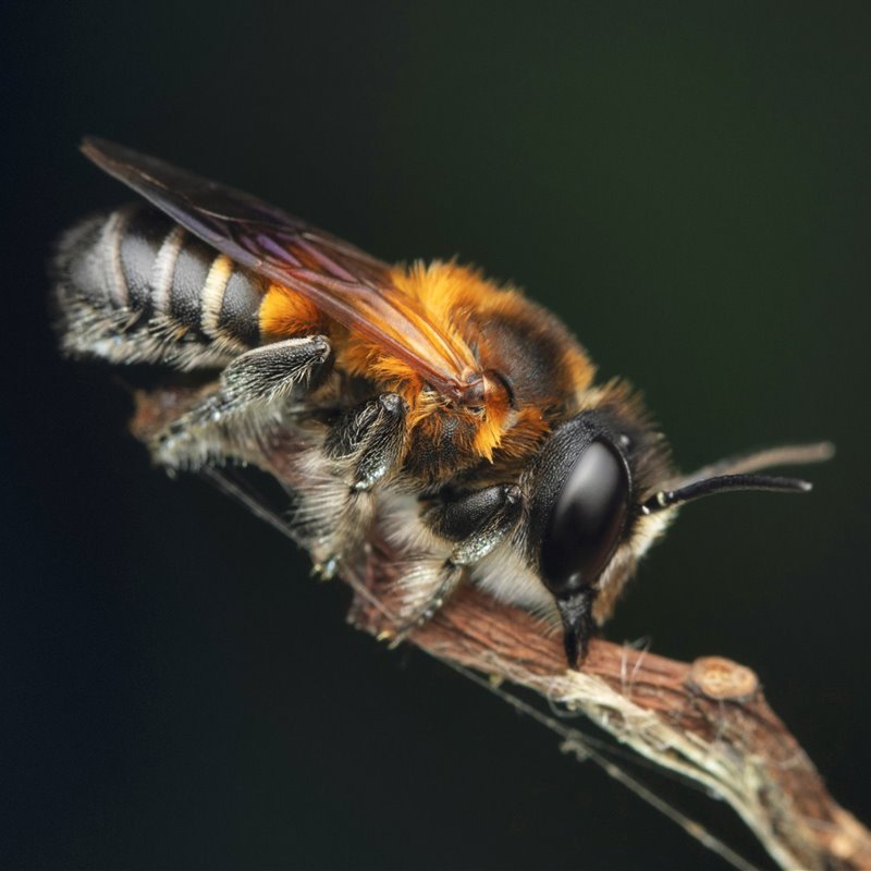 La abeja gigante de la resina se extiende por Europa