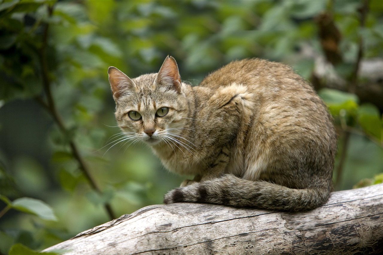 El gato salvaje africano, más pequeño y esbelto que su pariente europeo, es el antepasado de los actuales gatos domésticos