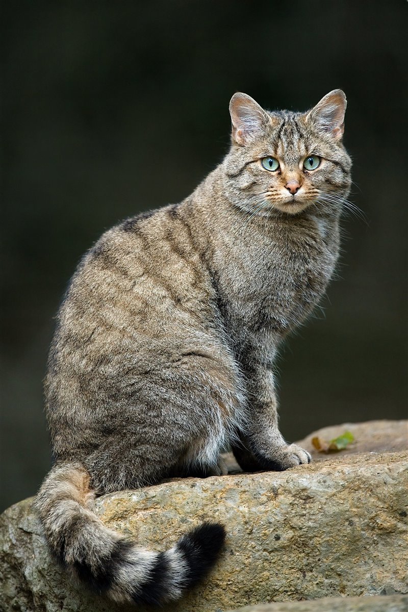 El gato salvaje europeo es de mayor tamaño y complexión más robusta que su pariente africano