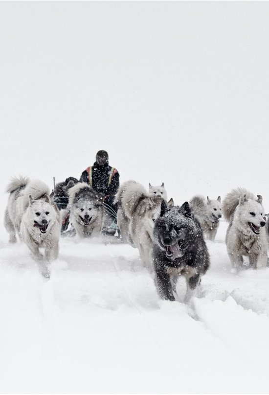 El perro de Groenlandia, una raza milenaria que abrió el camino de la exploración ártica