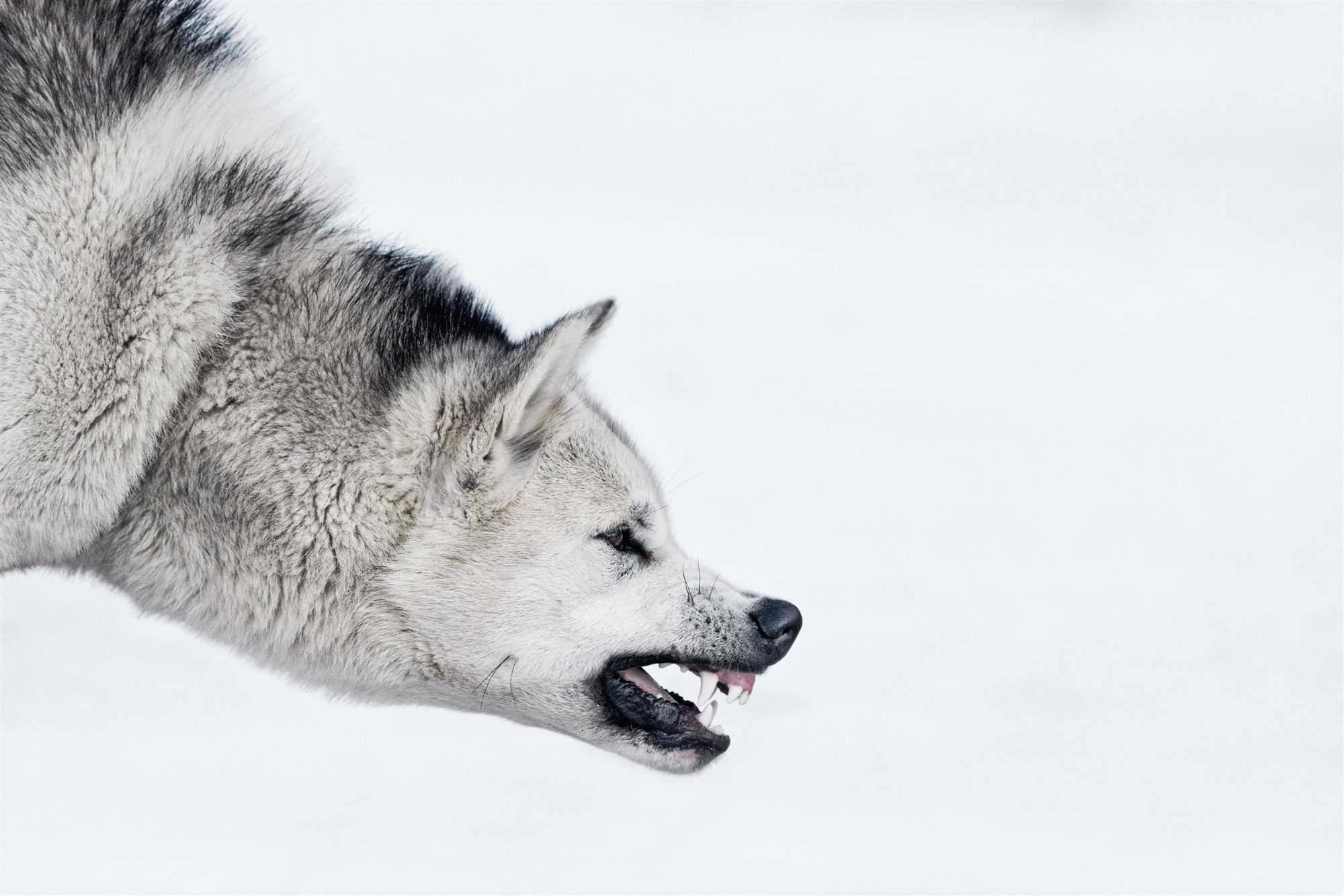 Es Un Perro De Groenlandia Un Buen Perro De Familia