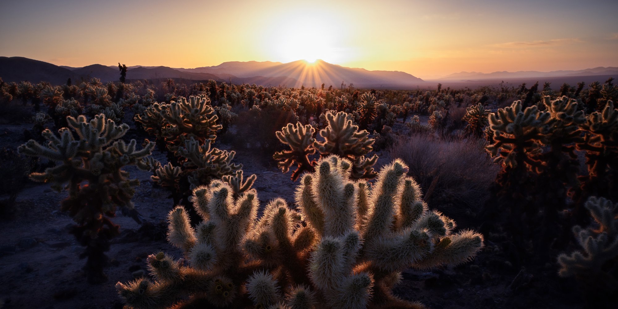 cholla-sunrise_db9cef55_221201170751_2000x1000.jpg