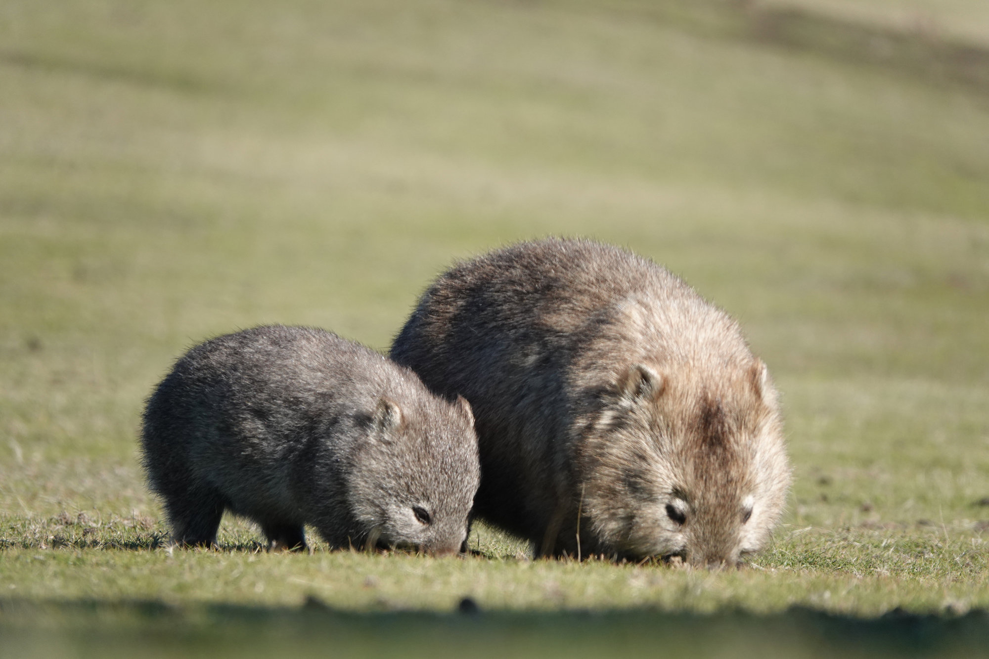 a picture of 2 wombats - credits to National Geographic