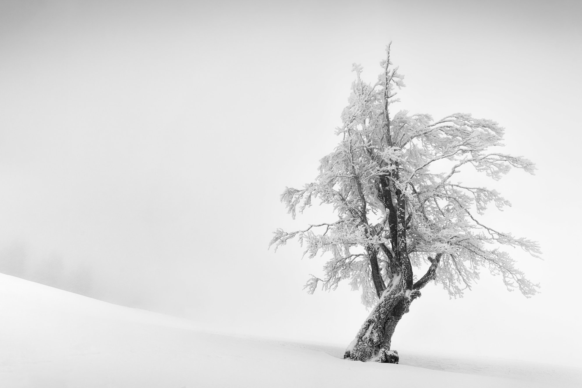 snowtree_d15bf185_221201171854_2000x1334.jpg